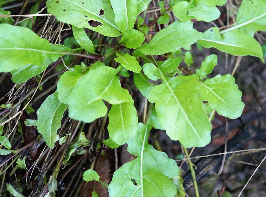 Grüner Rucola wächst im Garten, die Blätter haben stellenweise kleine Löcher.