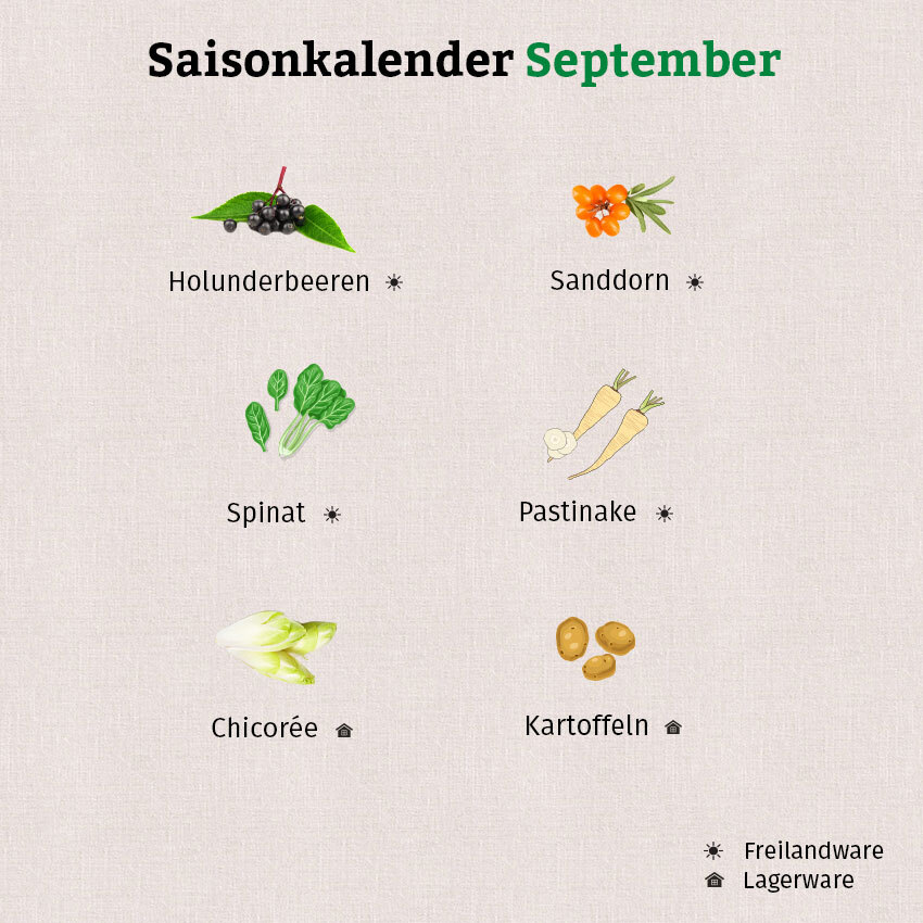 Die Grafik zeigt, dass man im September unter anderem Holunderbeeren und Sanddorn ernten kann.