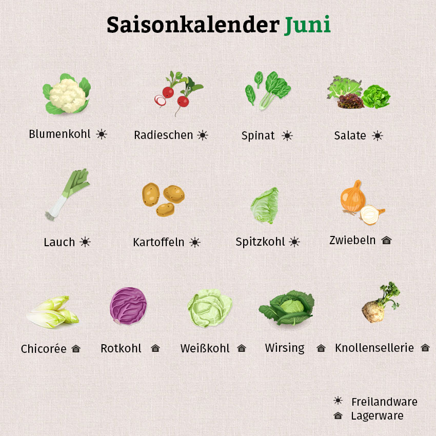 In der Grafik zum Saisonkalender Juni findet sich eine große Vielfalt an Obst und Gemüse.