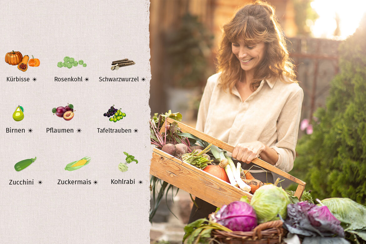 Die Grafik zeigt links Obst und Gemüse aus dem Saisonkalender September, rechts hält eine Frau einen Korb mit Gemüse.