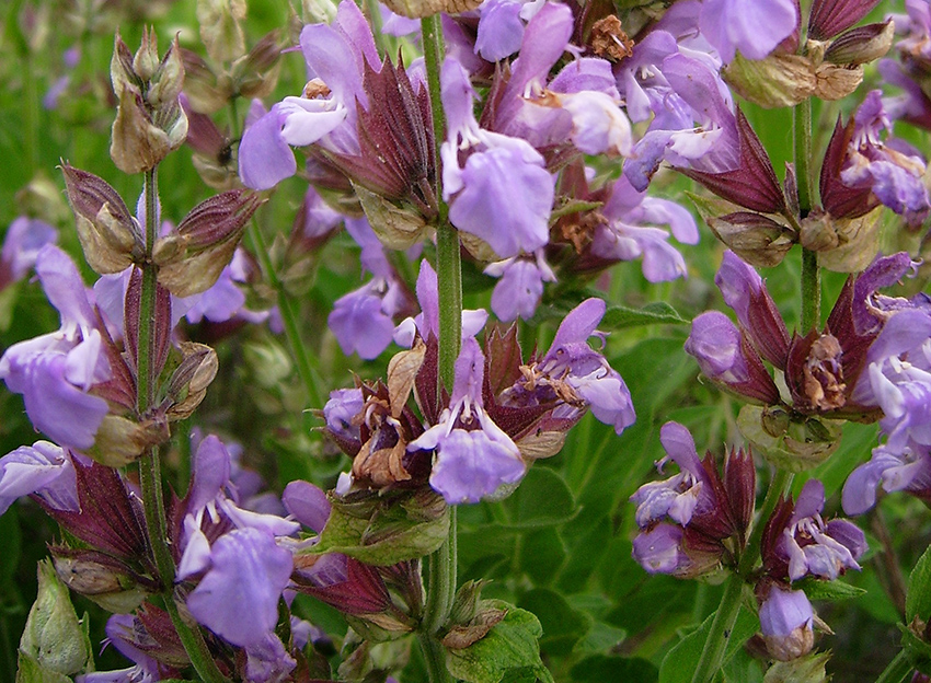 Nahaufnahme der violetten Blüten des Salbei.