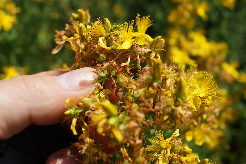 Die Hand hält eine Johanniskrautblüte mit blühenden und schon verwelten Blüten.