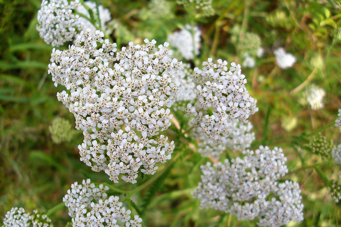 Blühende Schafgarbe auf der Wiese.