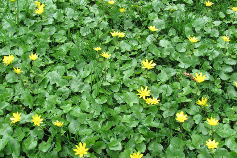 Die grün beachsene Fläche ist mit den gelben Blüten des Krauts gesprenkelt.