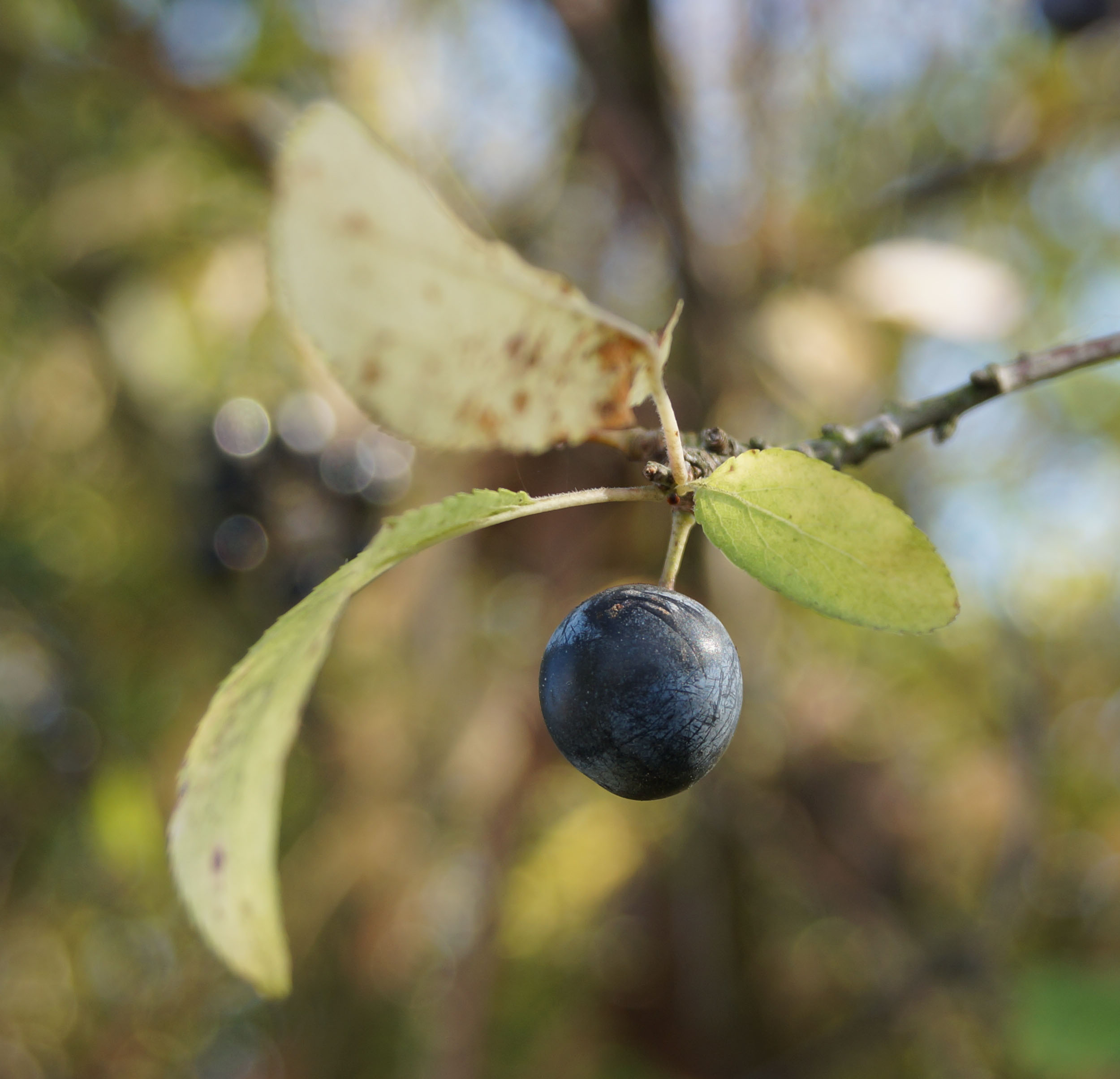 Die Beere leuchtet appetitlich dunkelblau.