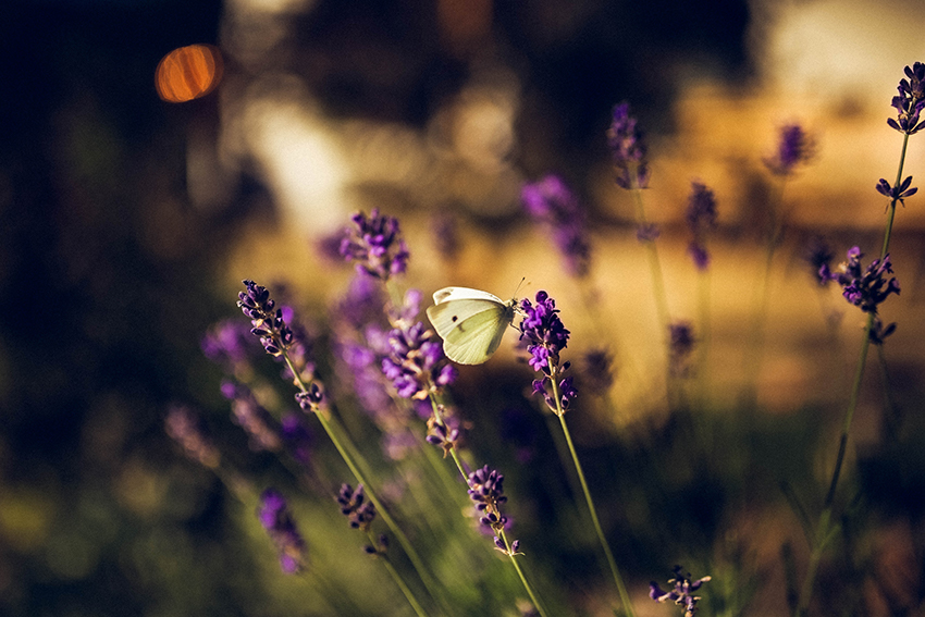 Ein heller Schmetterling bedient sich am Lavendel.