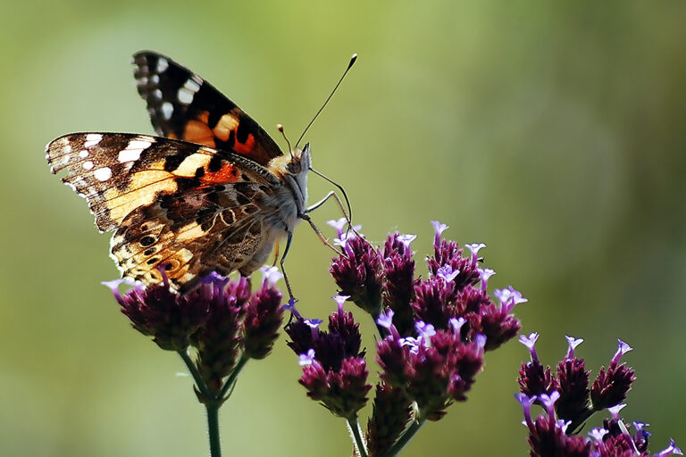 Ein Schmetterling sitzt auf einer lilafarbenen Schmetterlingspflanze.