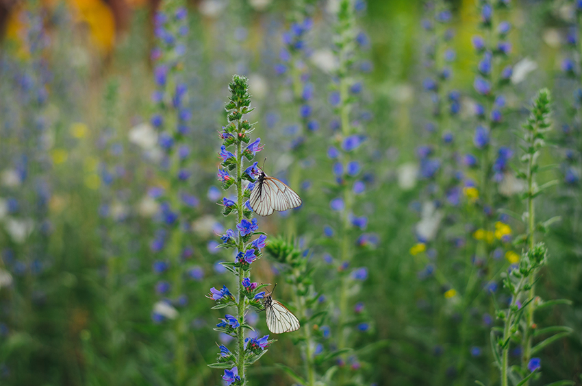Auf einer Blumenwiese saugen Schmetterlinge Nektar an Schmetterlingspflanzen.