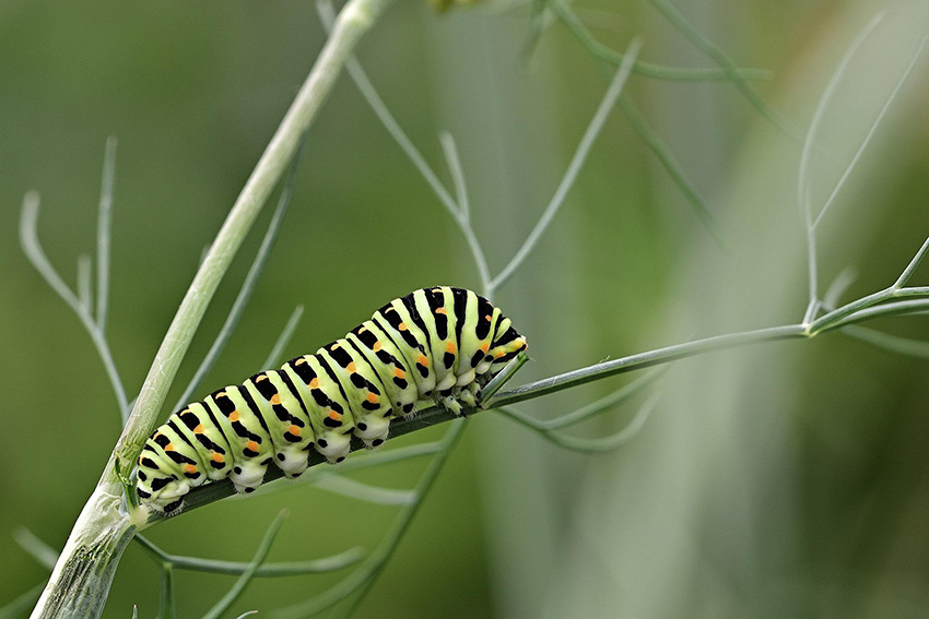 Die Schmetterlingsraupe frisst auf einem grünen Zweig.