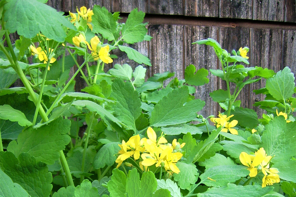 Die zarten gelben Blüten strahlen vor kräftigem grünen Blattwerk.