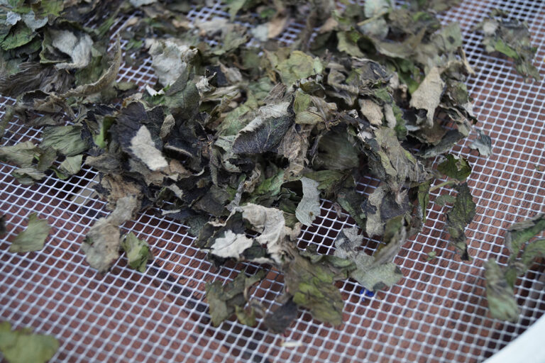 Blätter werden auf einem Sieb getrocknet, damit daaus Schwarztee aus Brombeerblättern entstehen kann.