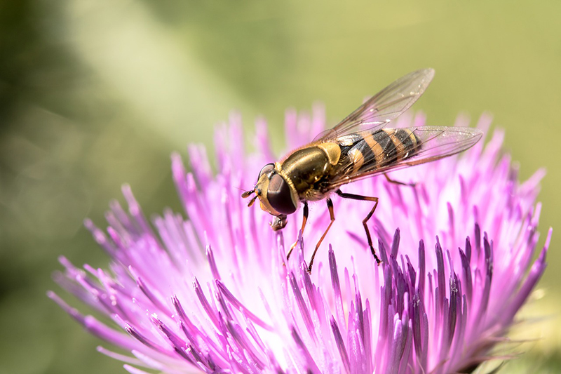 Die Schwebfliege sitzt auf diener lila Blüte.