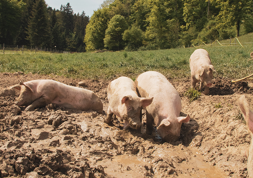 Schweine suhlen sich in einer matschigen Pfütze.