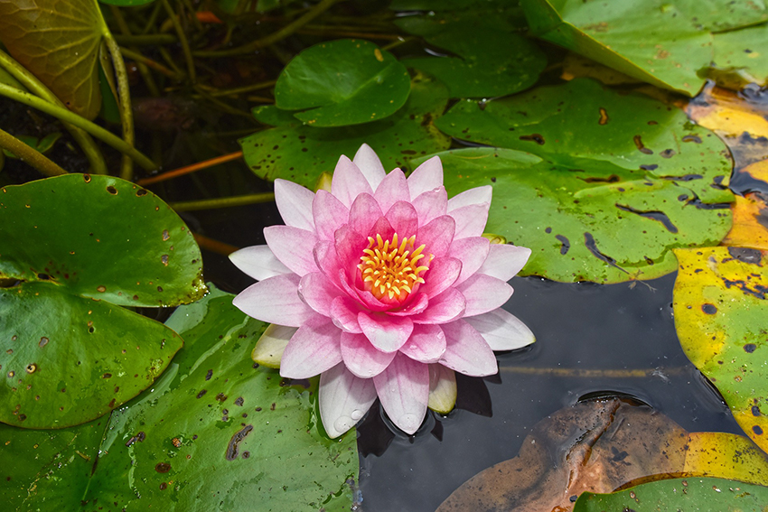 Eine rosafarbene Seerose wächst im Teich.