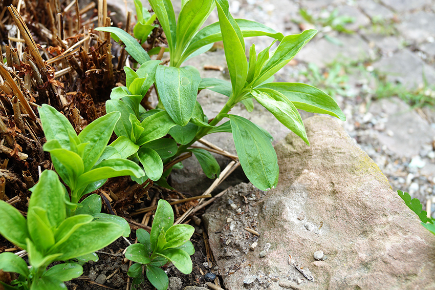 Seifenkraut treibt mit frischen, grünen Trieben aus.