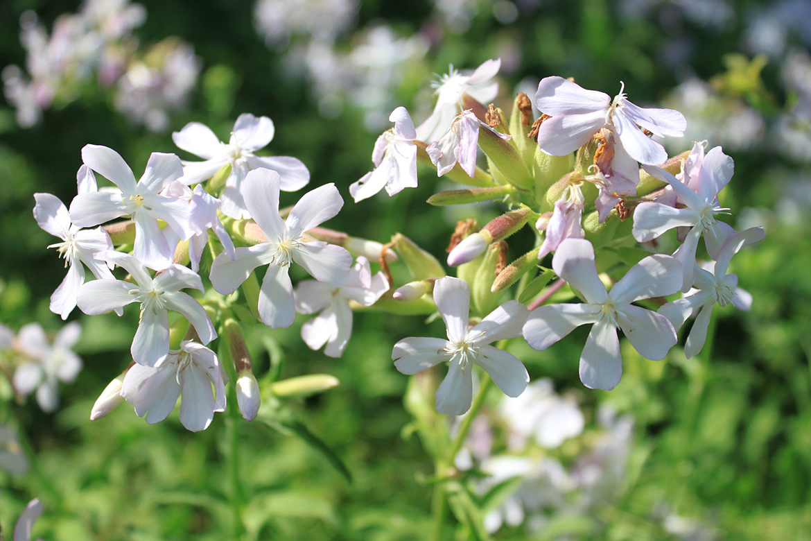 Seifenkraut blüht mit hellrosa Blüten.