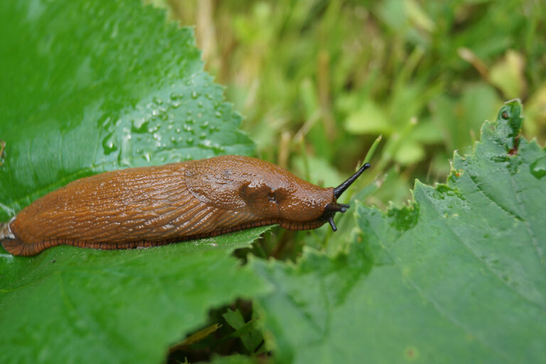 Die braune Schnecke sitzt auf einem großen Blatt.