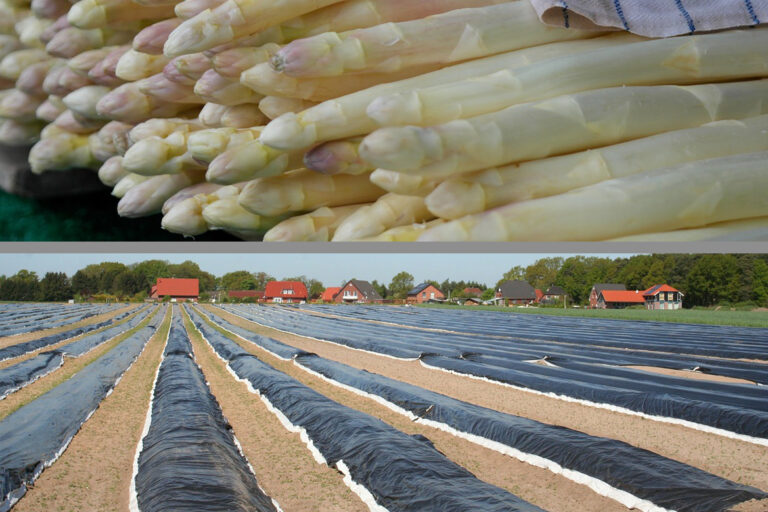 Das zweigeteilte Bild zeigt weißen Spargel und ein mit Folien bedecktes Spargelfeld