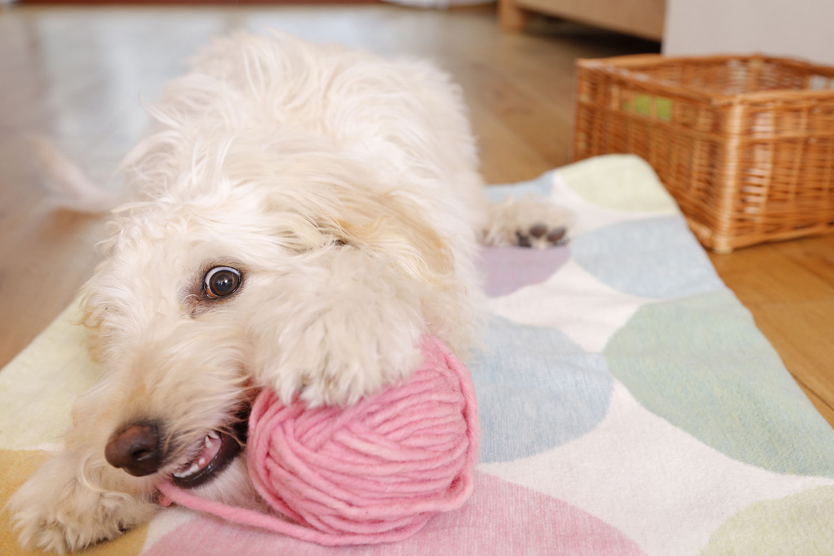 Der Hund ist intensiv mit dem Spiel mit einem rosa Wollknäuel beschäftigt.