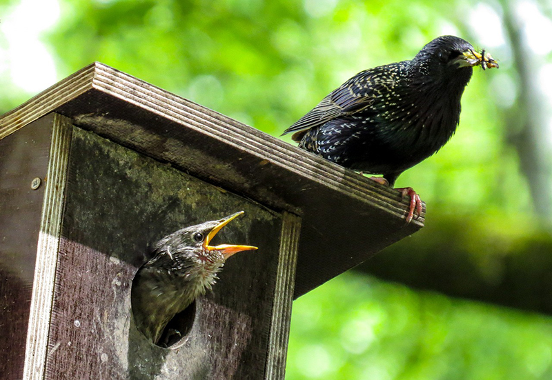 Der Star sitzt mit Insekten im Schnabel oberhalb den Jungtiers auf dem Brutkasten