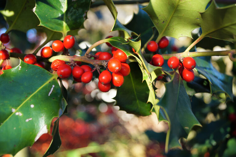 Die Beeren der Stechpalme in Nahaufnahme.