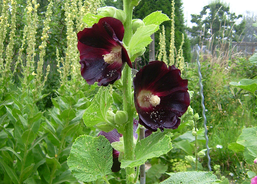 Nahaufnahme zweier dunkelroter Stockrosenblüten und leicht zerlöcherten Blättern.