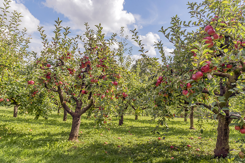 Auf dieser grünen Streuobstwiese wachsen viele Apfelbäume, die viele Früchte tragen.