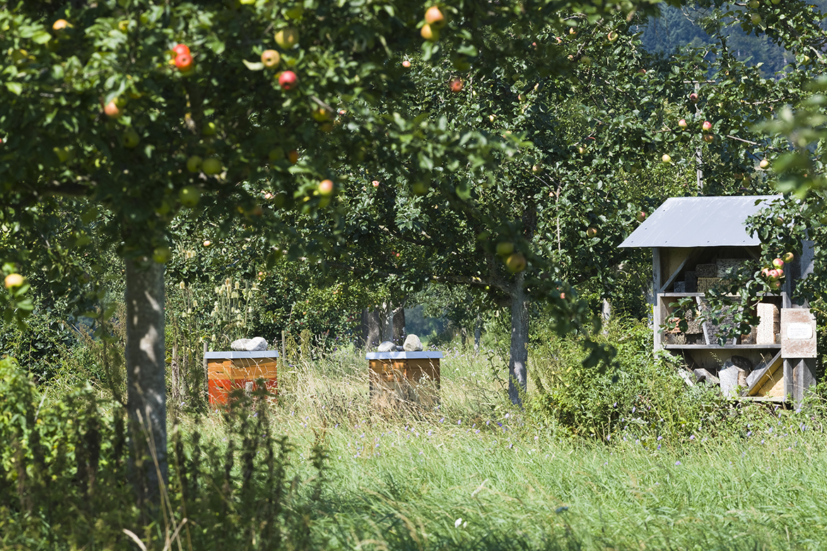 Auf der Streuobstwiese stehen Bienenstöcke und ein Insektenhotel.