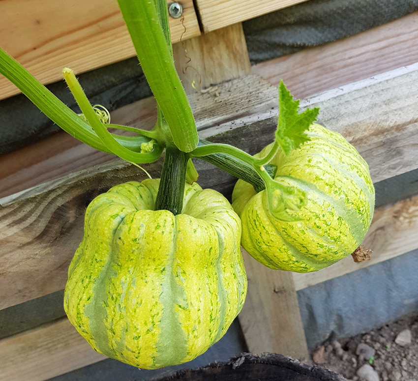 Felgele kleine pompoenen groeien aan de plant.