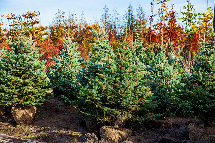 Mehrere nachhaltige Weihnachtsbäumen stehen mitsamt ihrer gesunden Wurzeln zum Verkauf.
