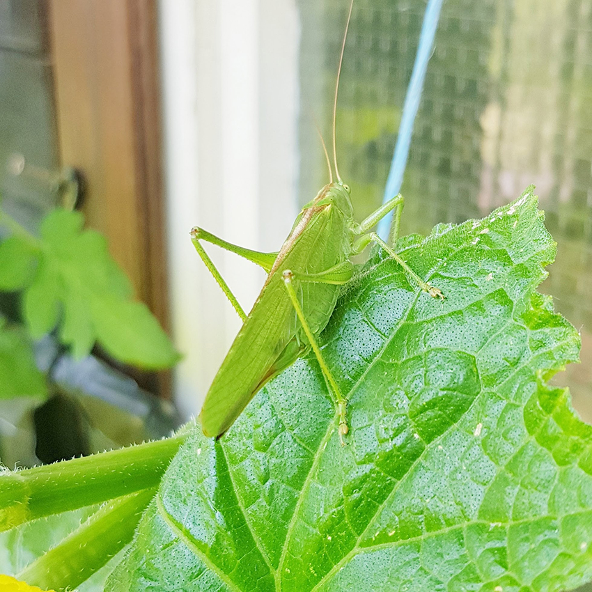 Eine grüne Heuschrecke sitzt auf einem grünen Blatt.