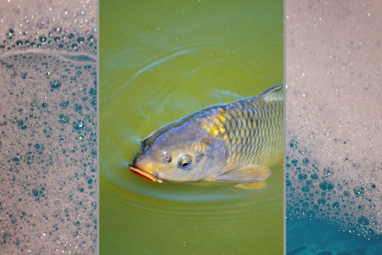 In der Collage schwimmt ein Karpfen im grünen Wasser, während links und rechts von ihm hellblaues schäumendes Wasser zu sehen ist.