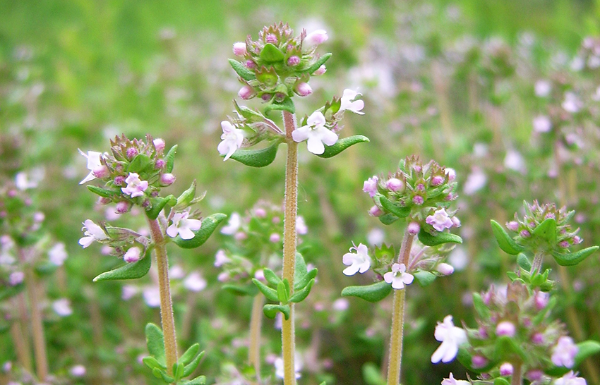 Nachaufnahme der zartlila Blüten.