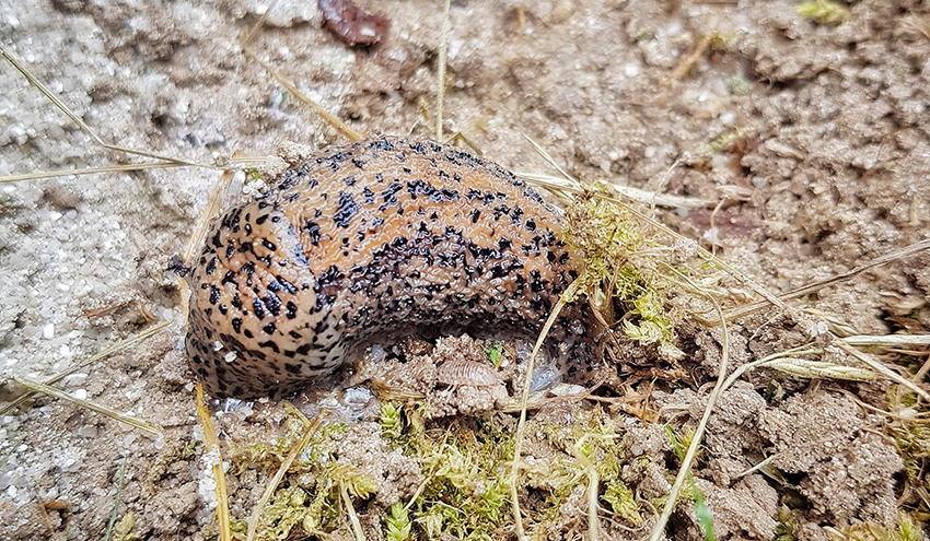 Eine hellbraune gepunktete Nacktschnecke