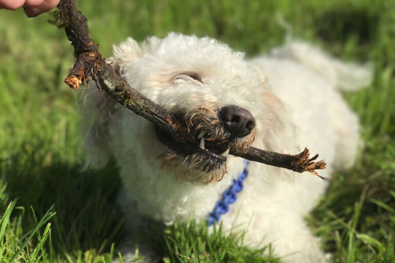 Hund mit Stöckchen auf einer Wiese