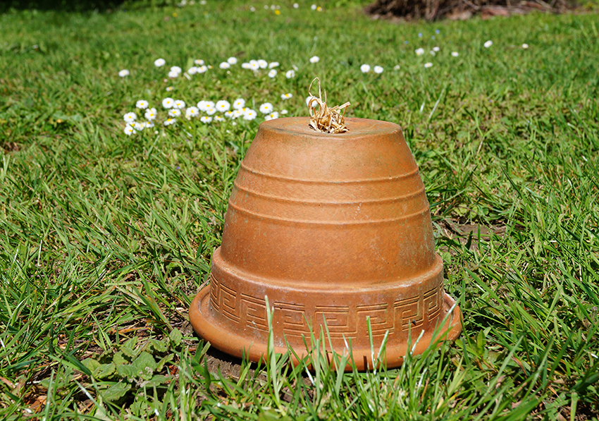 Ein Tontopf steht auf dem Rasen und ist mit Holzwolle gefüllt.