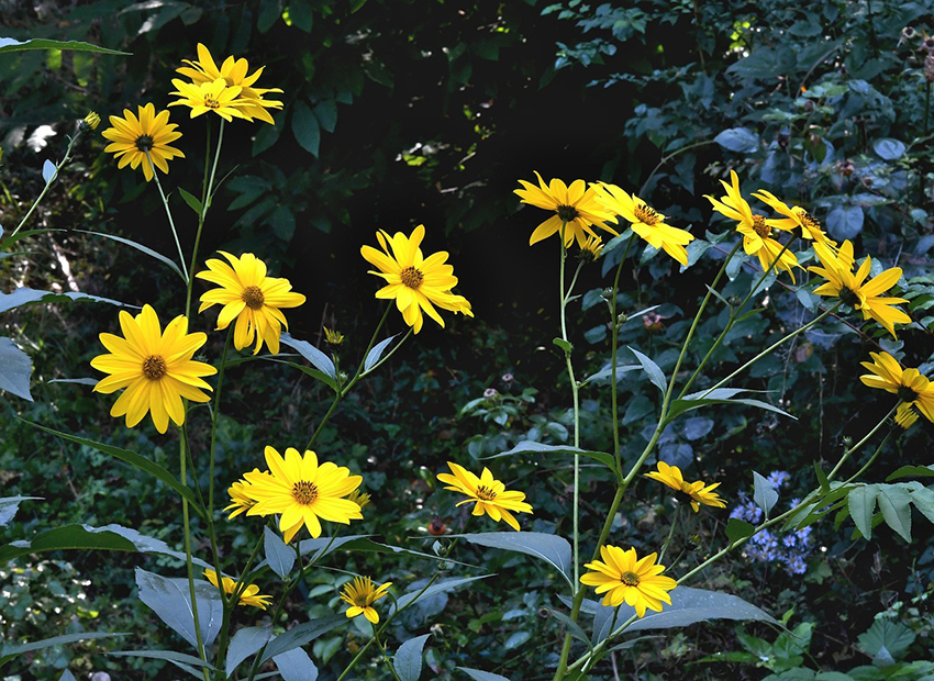 Die Blüten des Topinambur sind gelb.