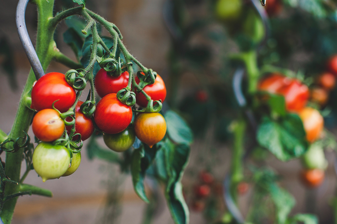 An Tomatenpflanzen im Garten hängt eine reiche Ernte.