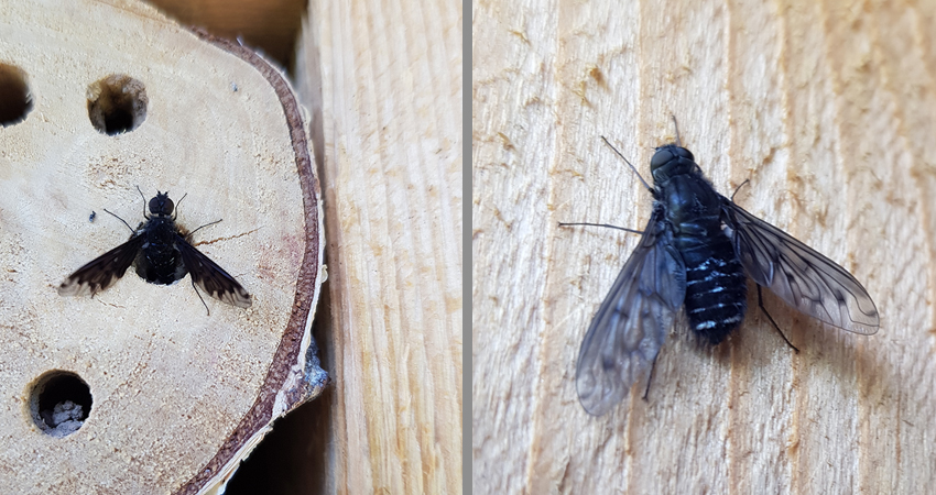 Zweigeteiltes Bild: Links ein schwarzes Insekt mit weit auseinandergestreckten Flügeln im ins Holz gebohrten Loch, Rechts eine Nahaufnahme des Insekts.