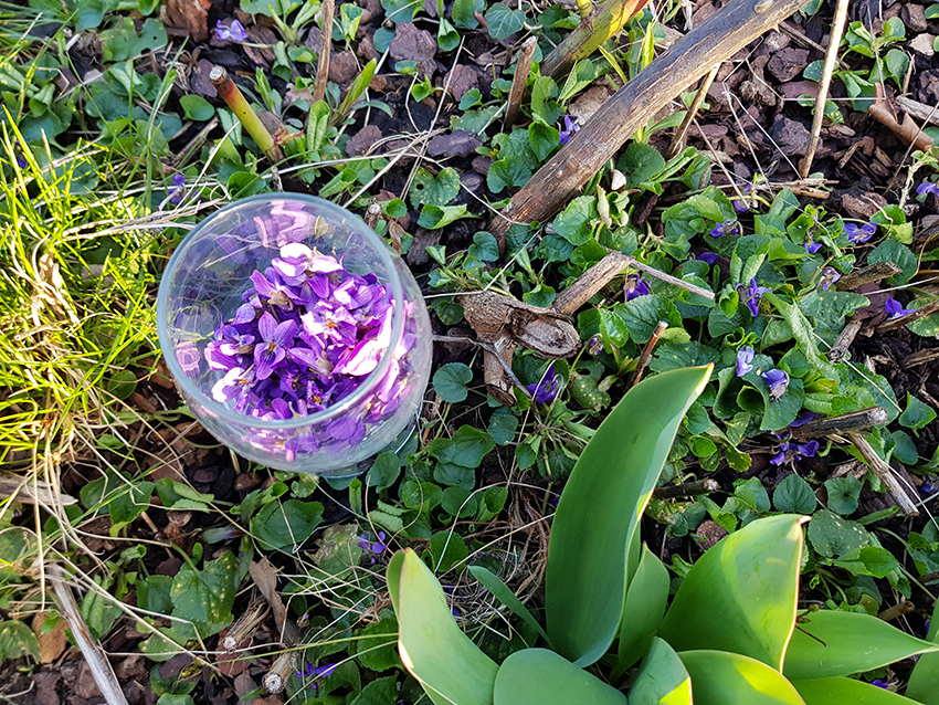 Ein Glas voll mit geernteten Veilchen steht auf dem Rasen.