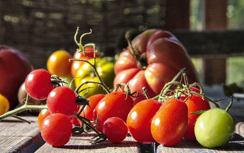Die Ernte von selbst gezogenen Tomaten liegt auf einem Gartentisch.