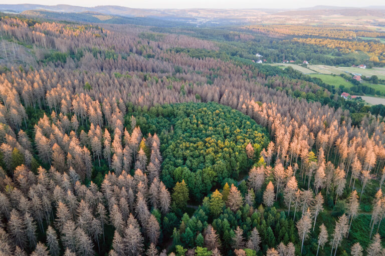 Die Sicht auf einen Wald von oben zeigt das Waldsterben, da die Nadelbäume braun und vertrocknet sind.