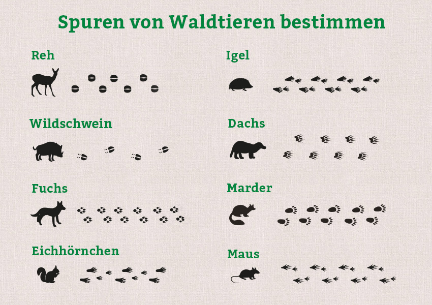DIe Grafik zeigt verschiedene Waldtiere und ihre Spuren.