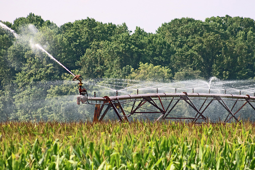 Wassersprenger auf einem Maisfeld erhöhen den virtuellen Wasserverbrauch.