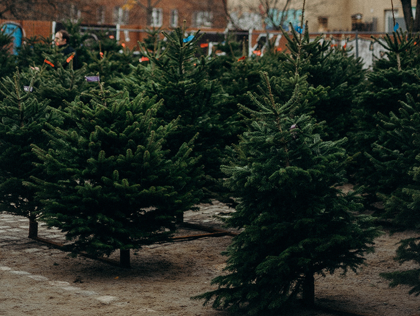 Nachhaltige Weihnachtsbäume werden auf einem Marktplatz verkauft.