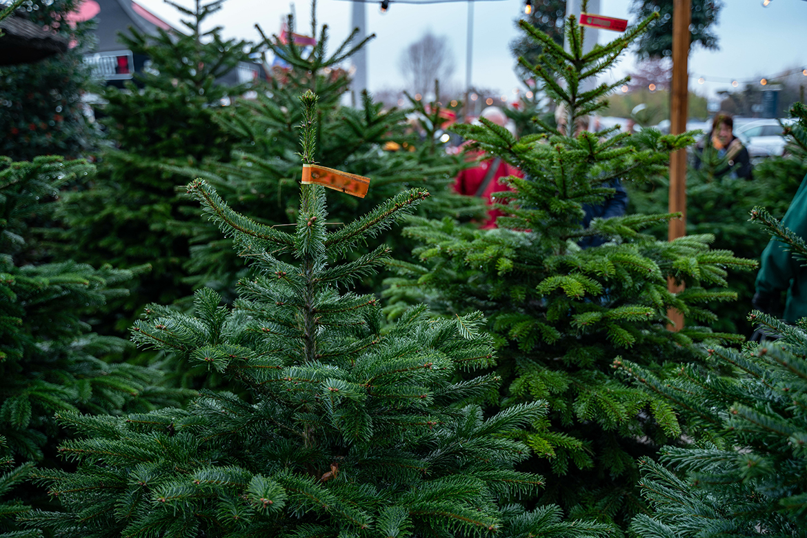 Ein Weihnachtsbaum-Verkauf hat viele grüne, nachhaltige Weihnachtsbäume zur Auswahl.
