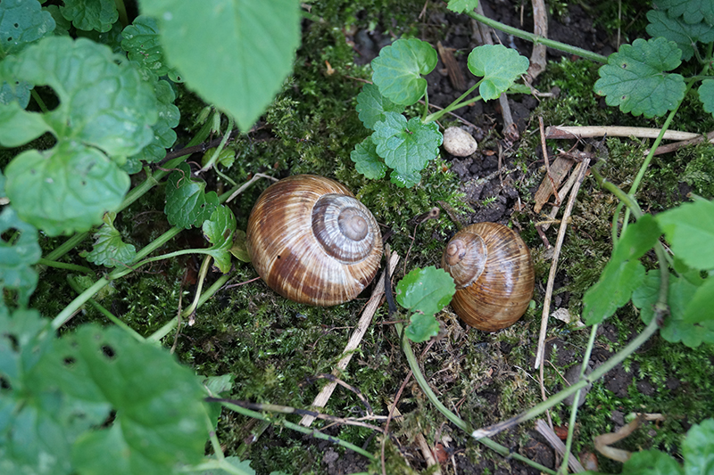 Weinbergschneckenhäsuser auf dem Boden.