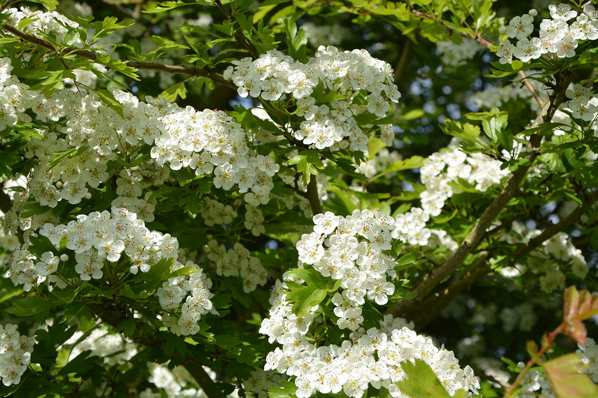 Ein reich blühender Weißdorn in Nahaufnahme.