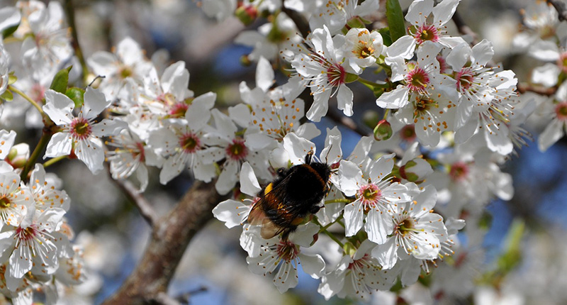 Ein Hummel labt sich an den weißen Blüten.