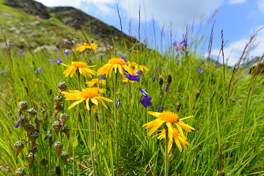 Arnika steht in voller Blüte auf einer Bergwiese.